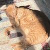 catlivingstone